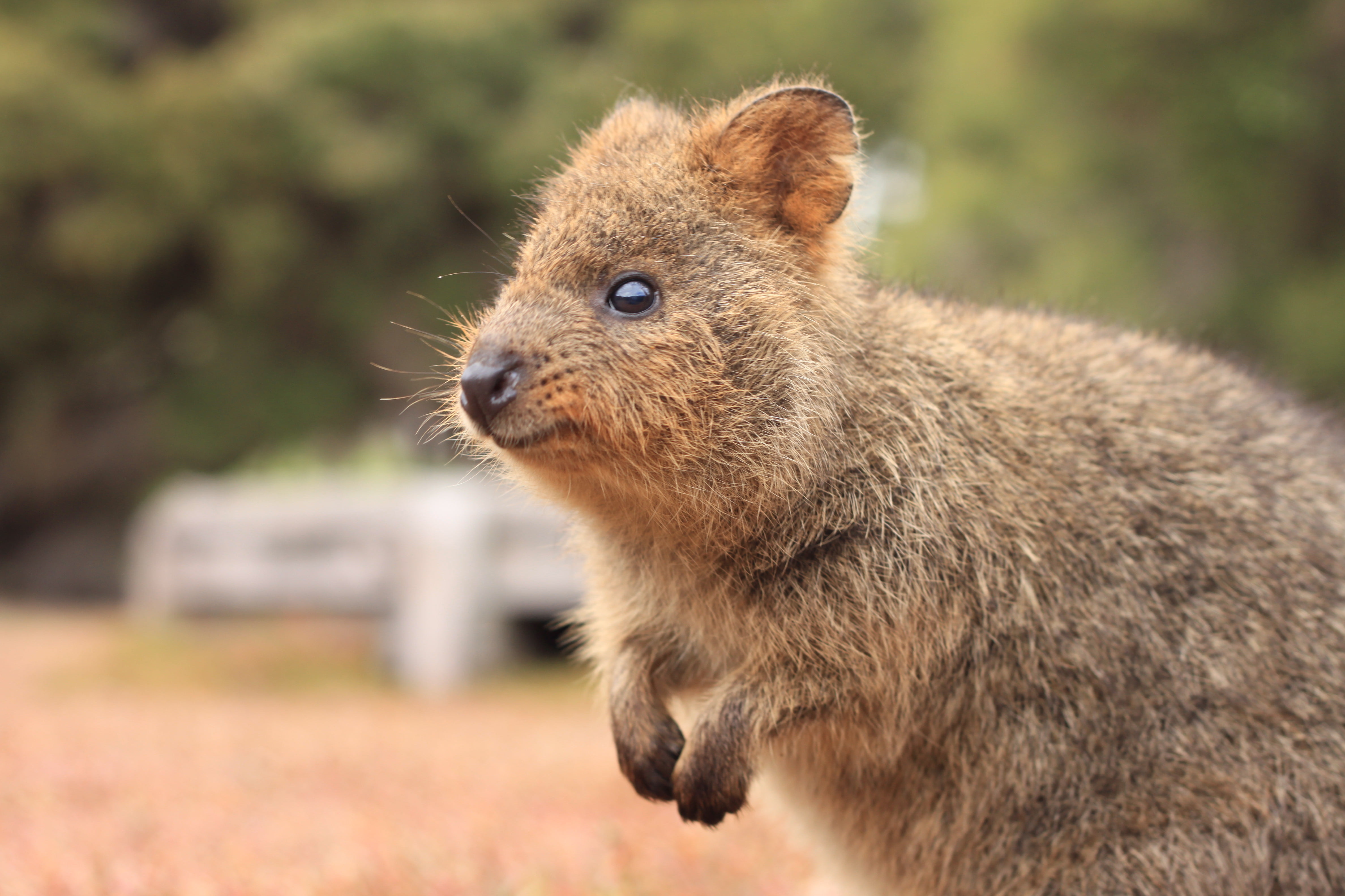 Rottnest Island superyacht charter Western australia quokka