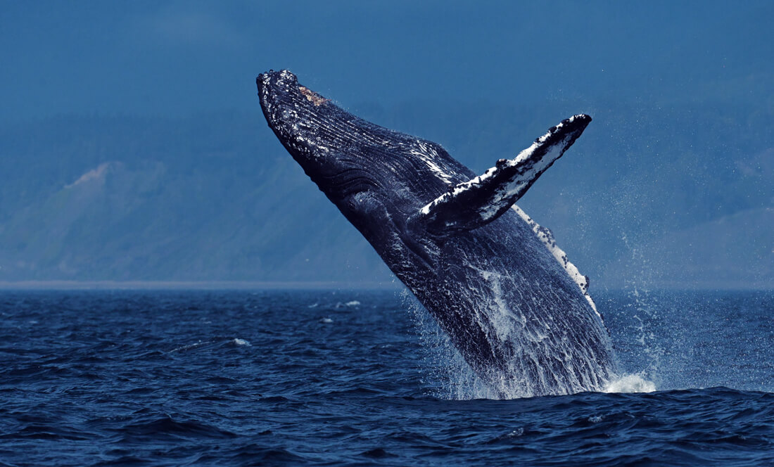 Humpback whale watching in French Polynesia
